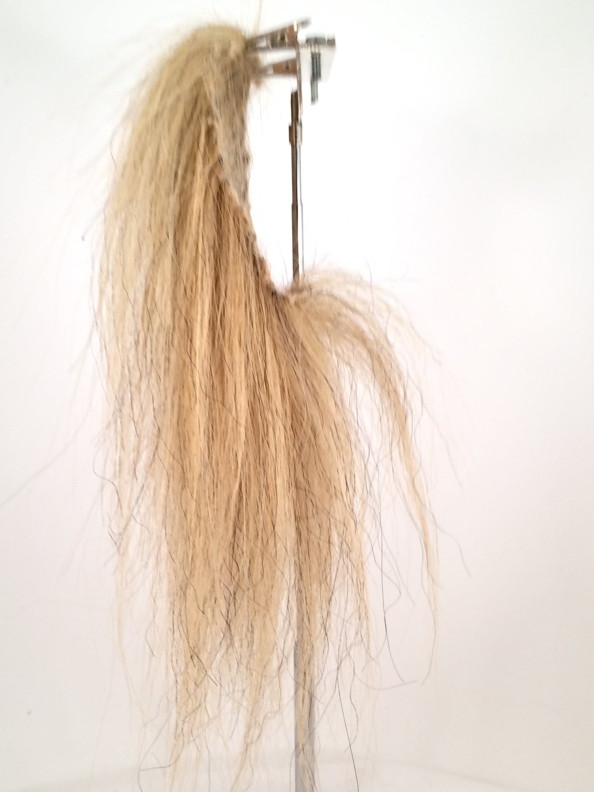 CF1007 (5-7") Golden Taxidermy Lion's Mane
