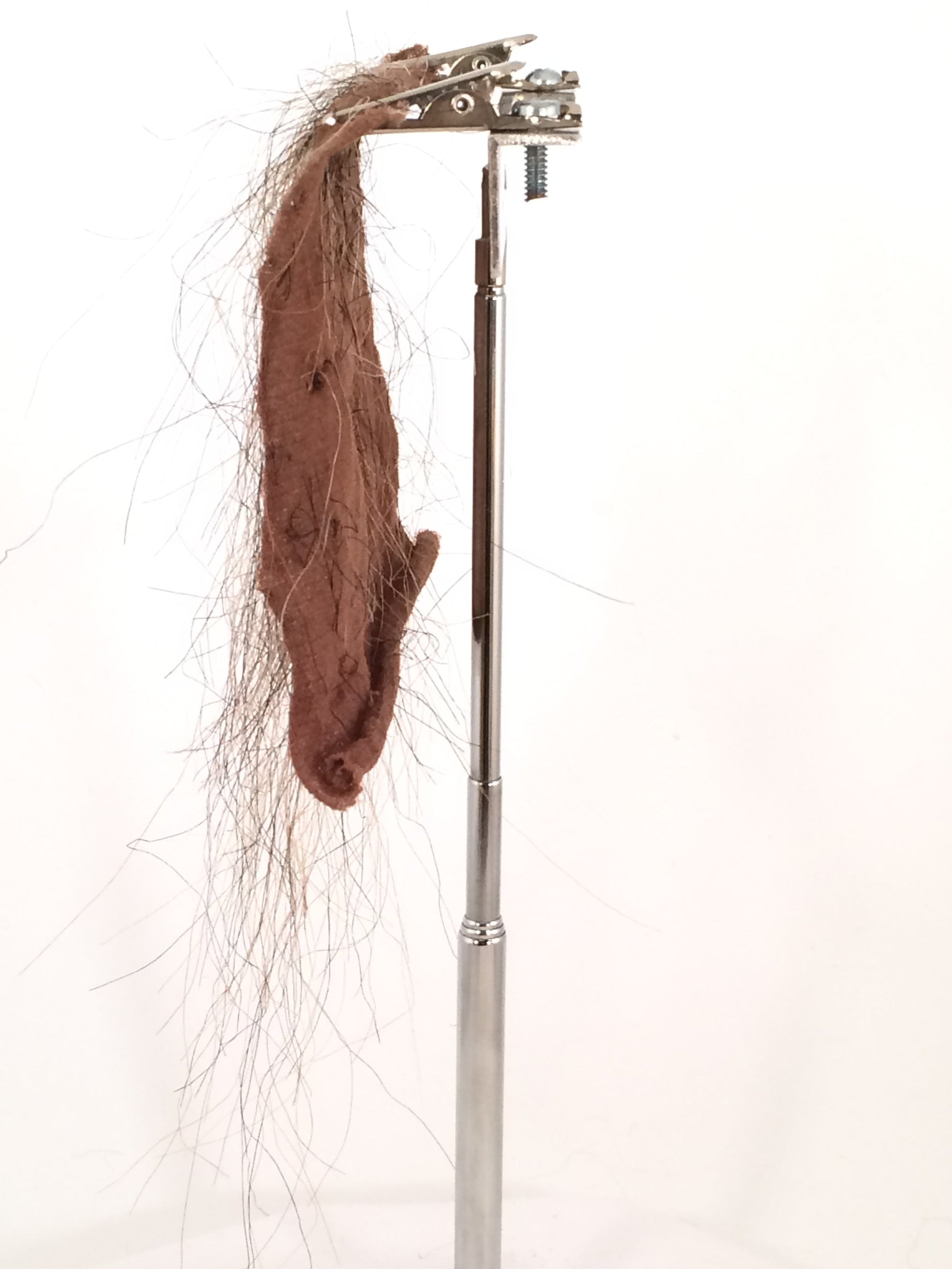 CF1737 (5-7") Sparse Hairy Horror
