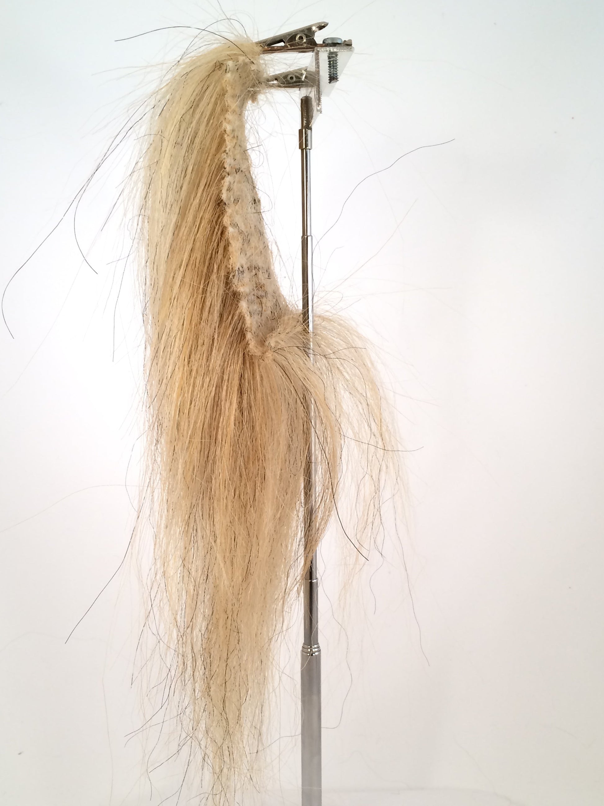 CF1743 (5-7") Blonde Lion's Mane