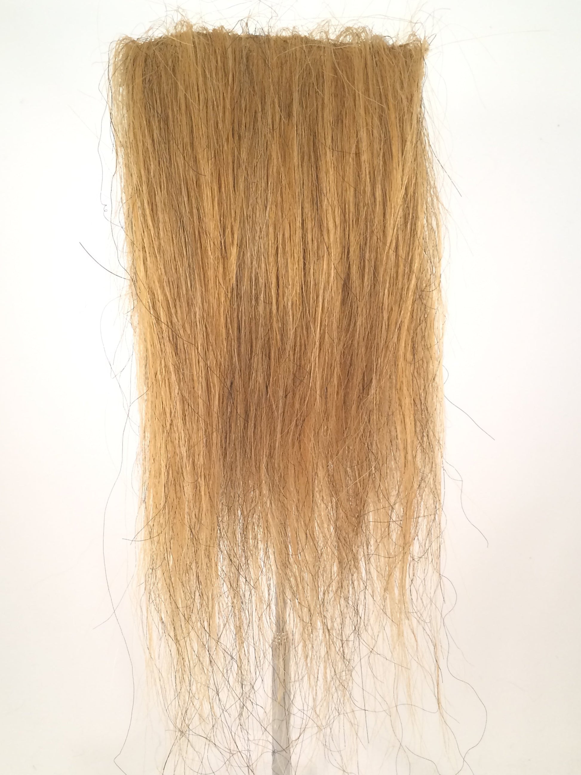 CF1744 (5-7") Ochre Taxidermy Lion's Mane