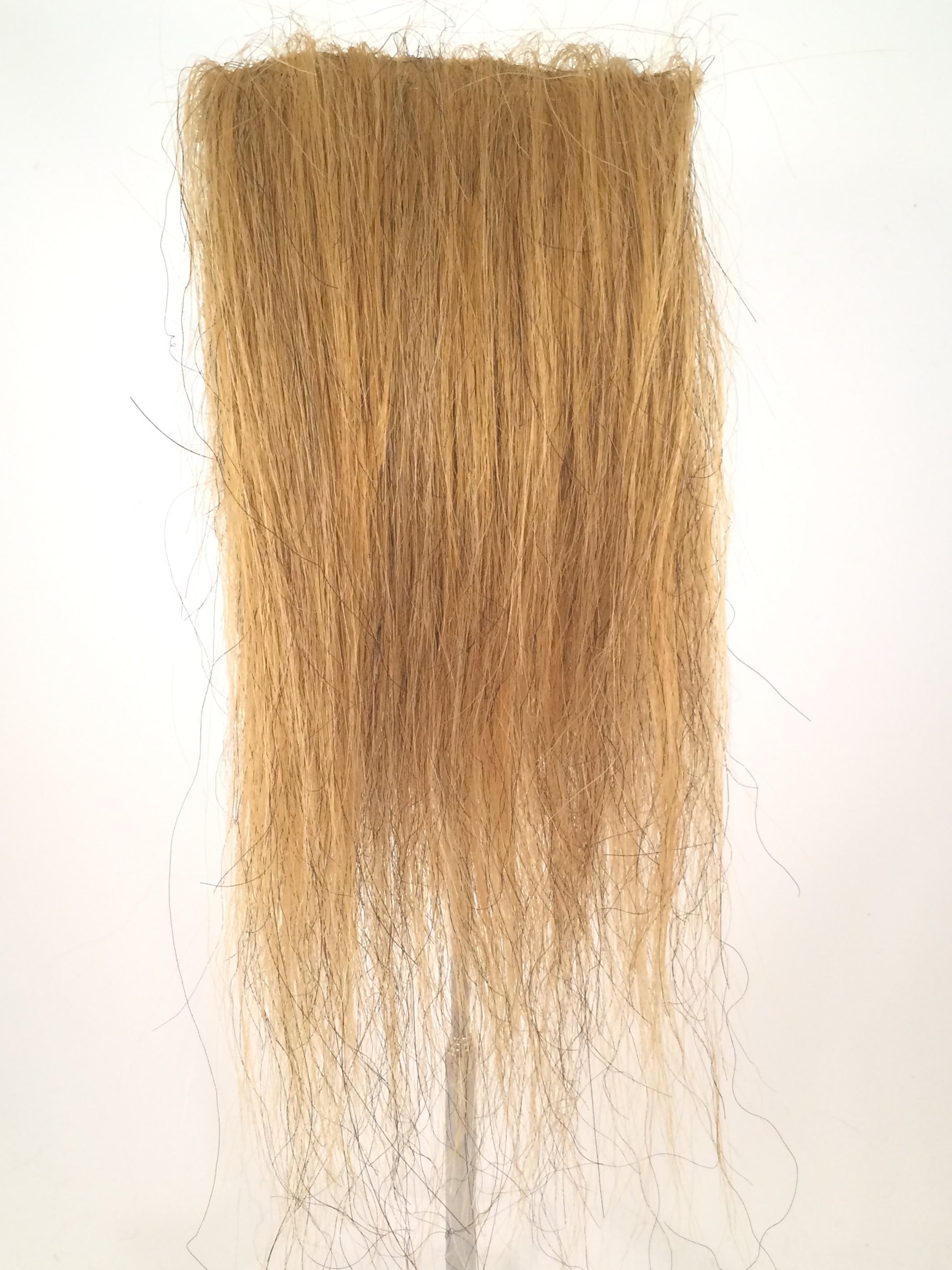 CF1744 (5-7") Ochre Taxidermy Lion's Mane