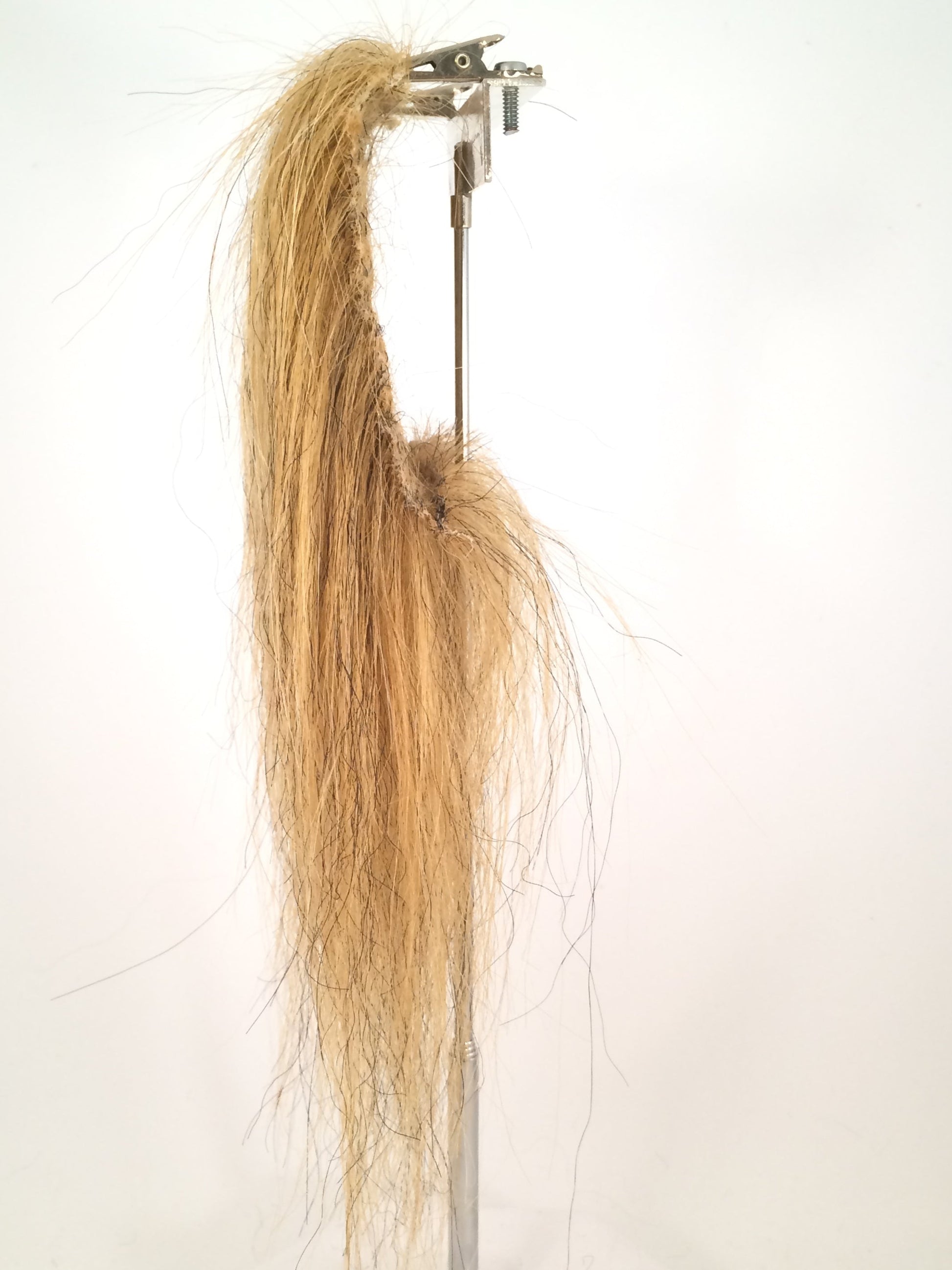 CF1744 (5-7") Ochre Taxidermy Lion's Mane