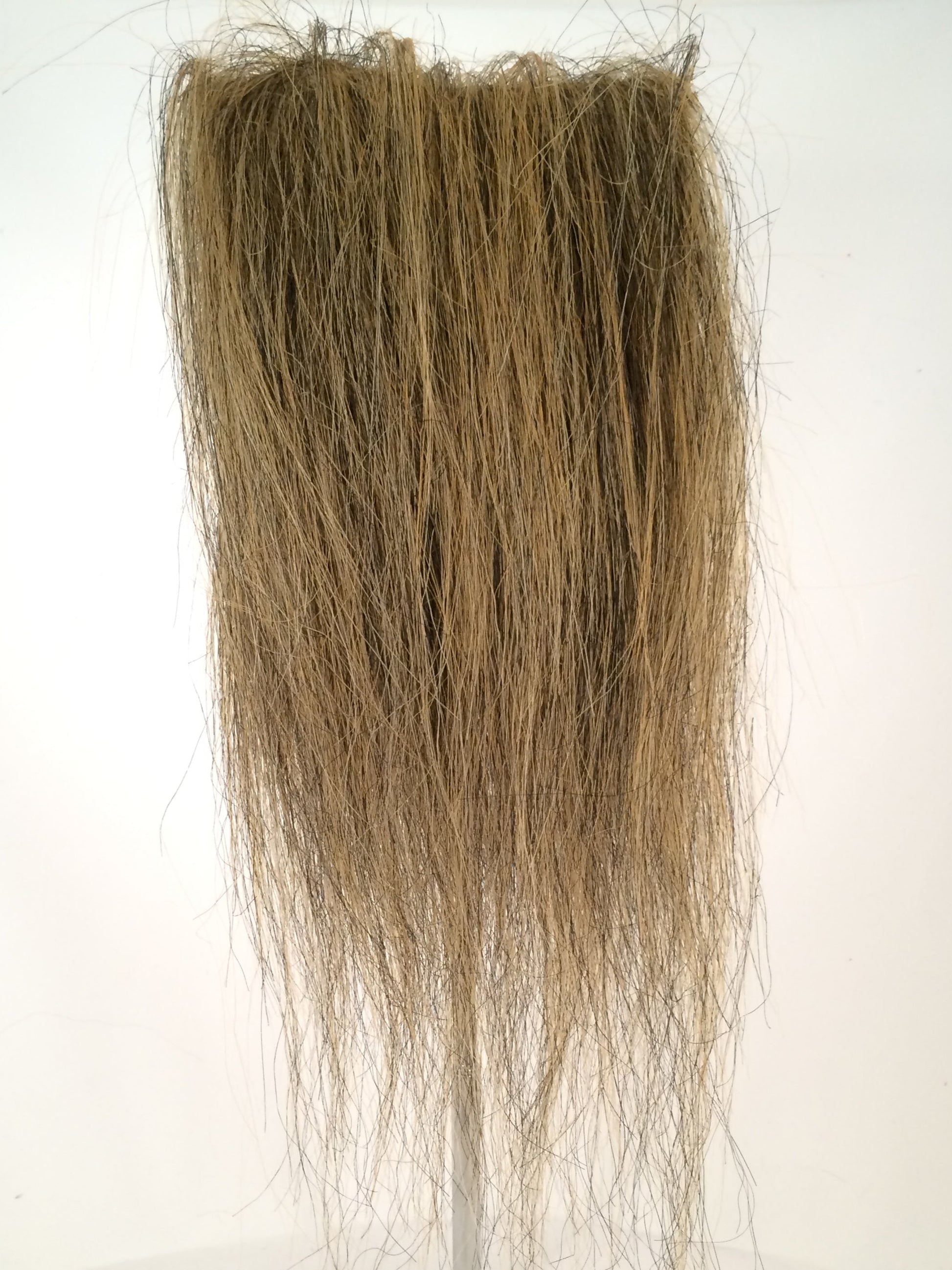 CF1745 (5-7") Ochre/ Black Taxidermy Lion's Mane
