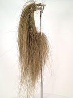 CF1745 (5-7") Ochre/ Black Taxidermy Lion's Mane
