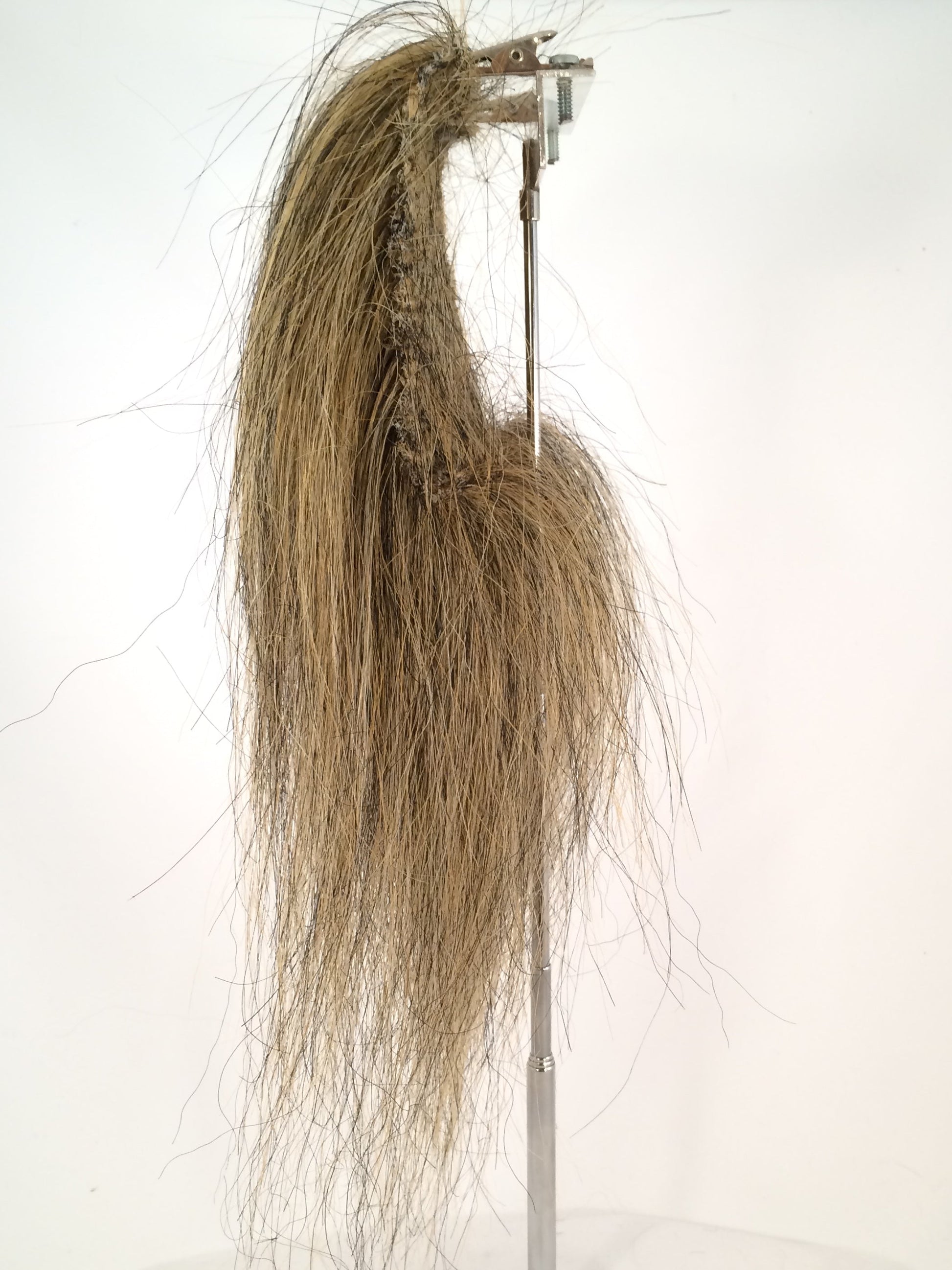 CF1745 (5-7") Ochre/ Black Taxidermy Lion's Mane