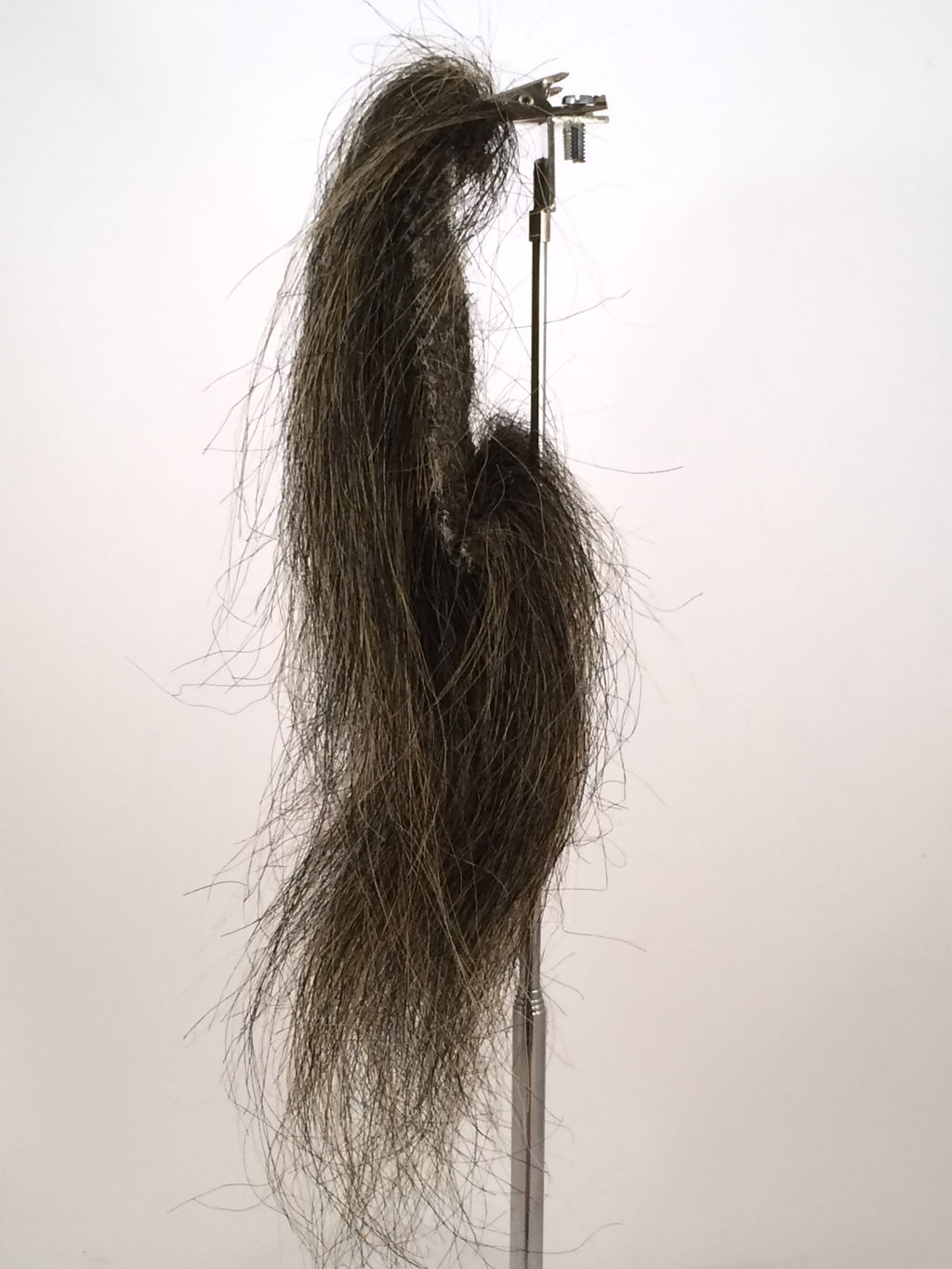 CF1746 (5-7") Black Taxidermy Lion's Mane
