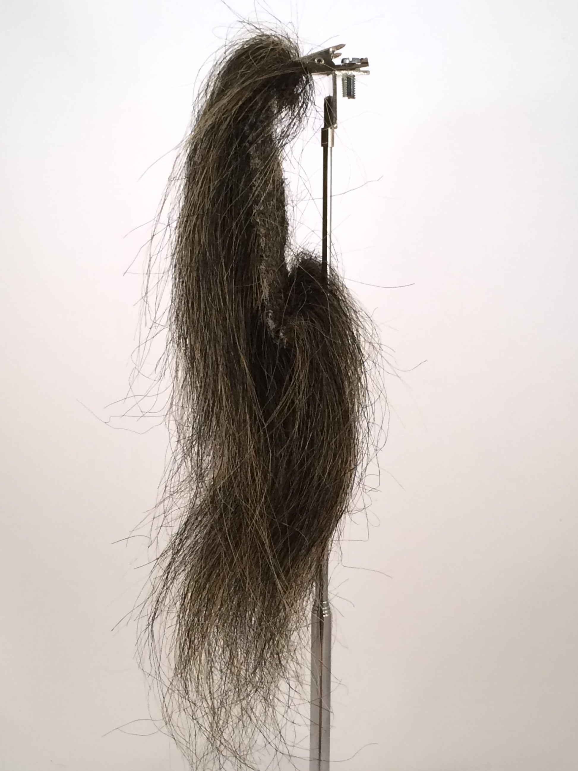 CF1746 (5-7") Black Taxidermy Lion's Mane