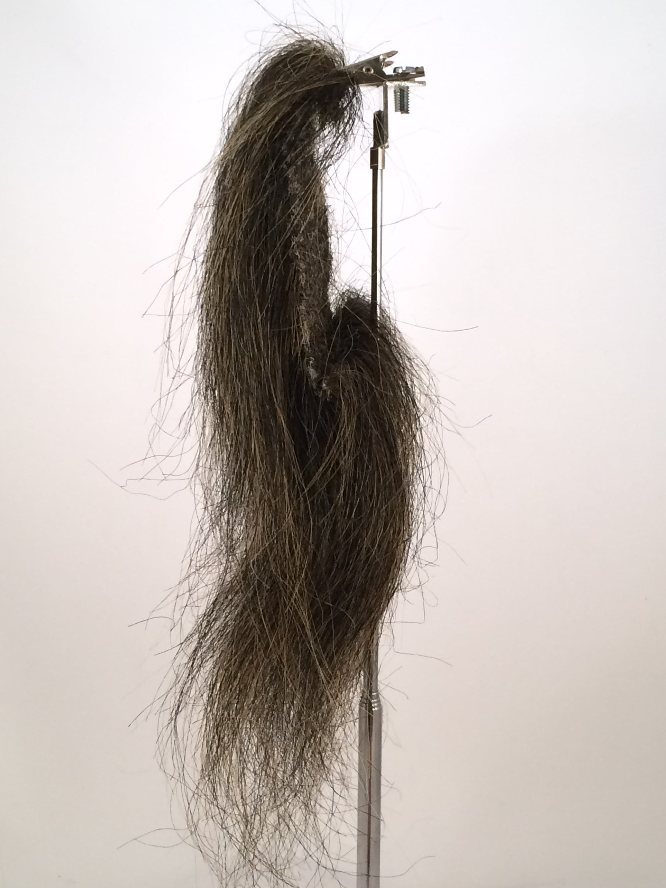 CF1746 (5-7") Black Taxidermy Lion's Mane