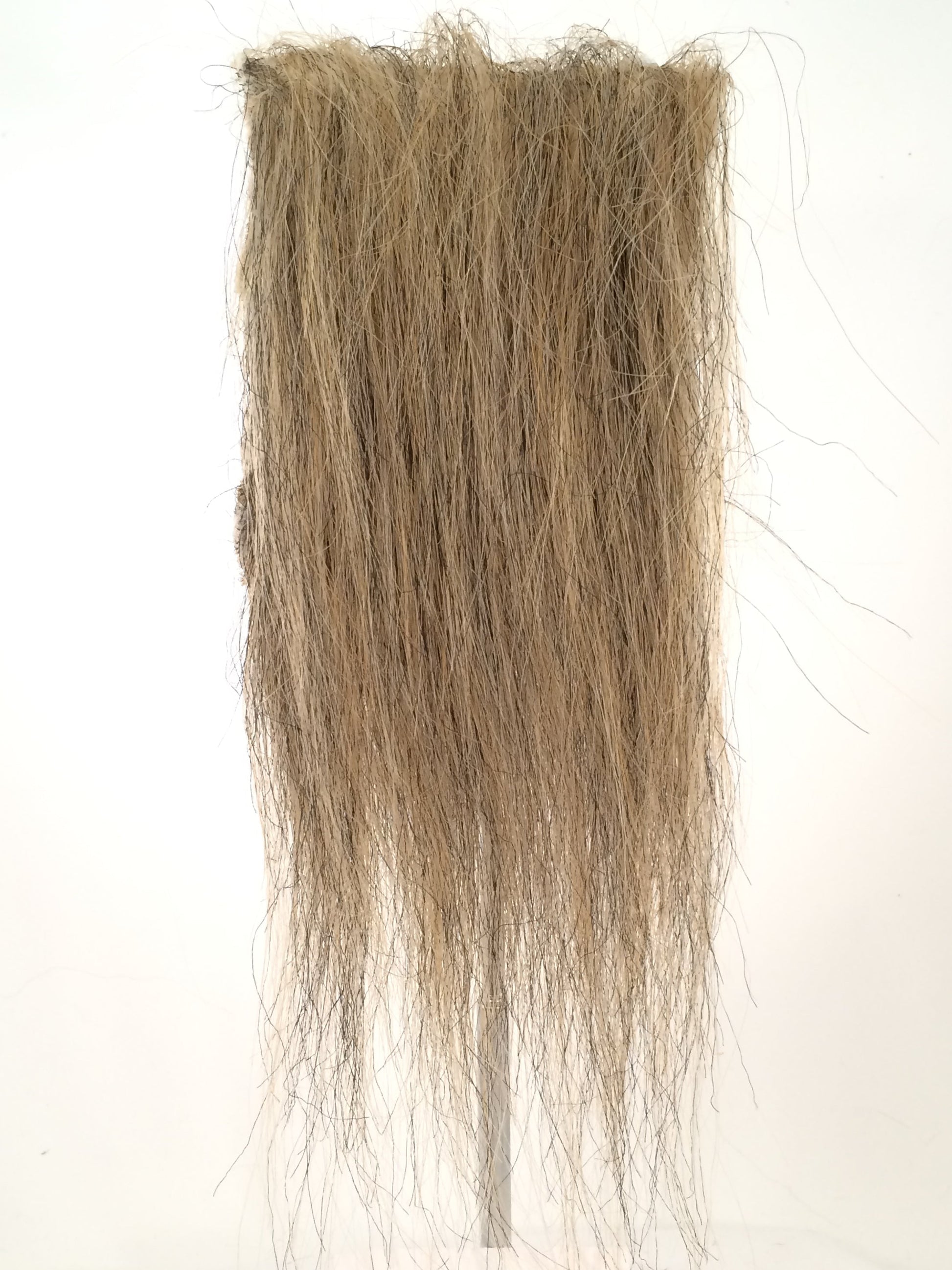 CF1748 (5-7") Medium Lion
